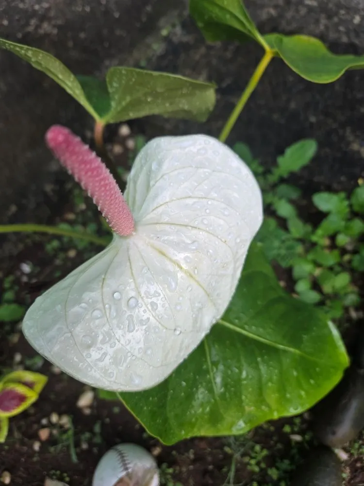 Expert yard cleanup service in Kapaʻa, HI by Kauaiian Landscaping
