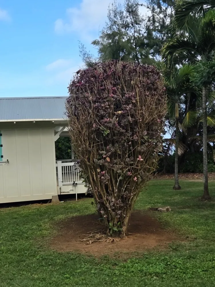 Top-rated landscape design experts serving Kapaʻa, HI - Kauaiian Landscaping