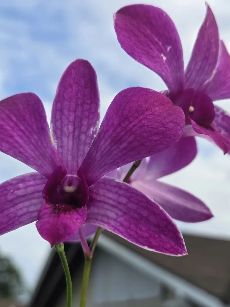 Professional lawn care service in Kapaʻa, HI by Kauaiian Landscaping