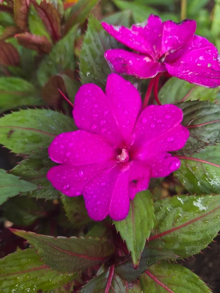 Local yard maintenance in Kapaʻa, HI - Kauaiian Landscaping