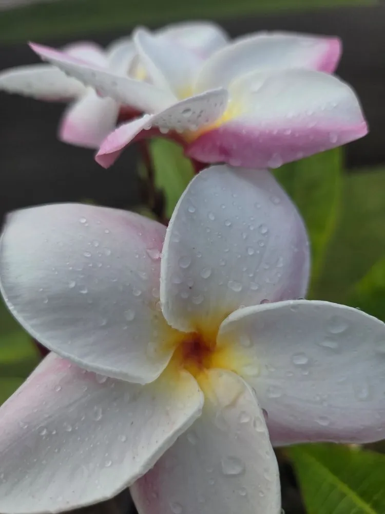 Expert residential landscaping in Kapaʻa, HI - Kauaiian Landscaping