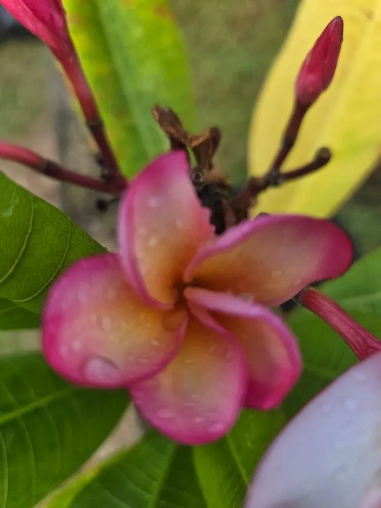 Affordable landscape design in Kapaʻa, HI by Kauaiian Landscaping