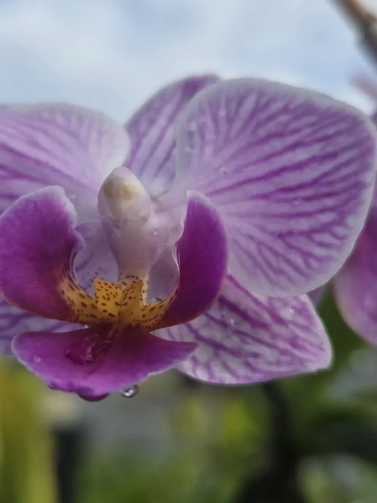 Affordable yard cleanup service experts serving Kapaʻa, HI - Kauaiian Landscaping