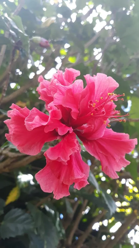 Top-rated lawn care service in Koloa, HI - Kavikacare Landscape and Yard Maintenance