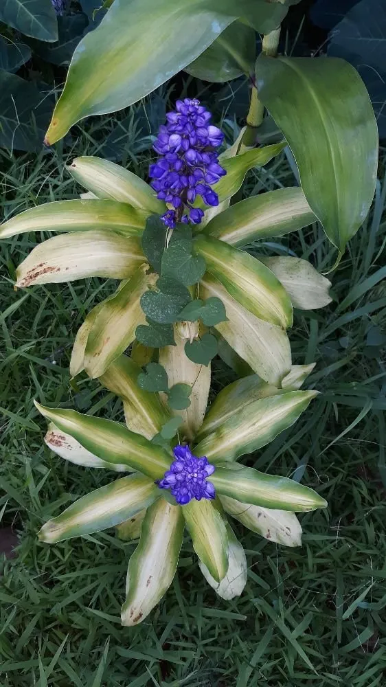 Trusted yard maintenance experts serving Koloa, HI - Kavikacare Landscape and Yard Maintenance