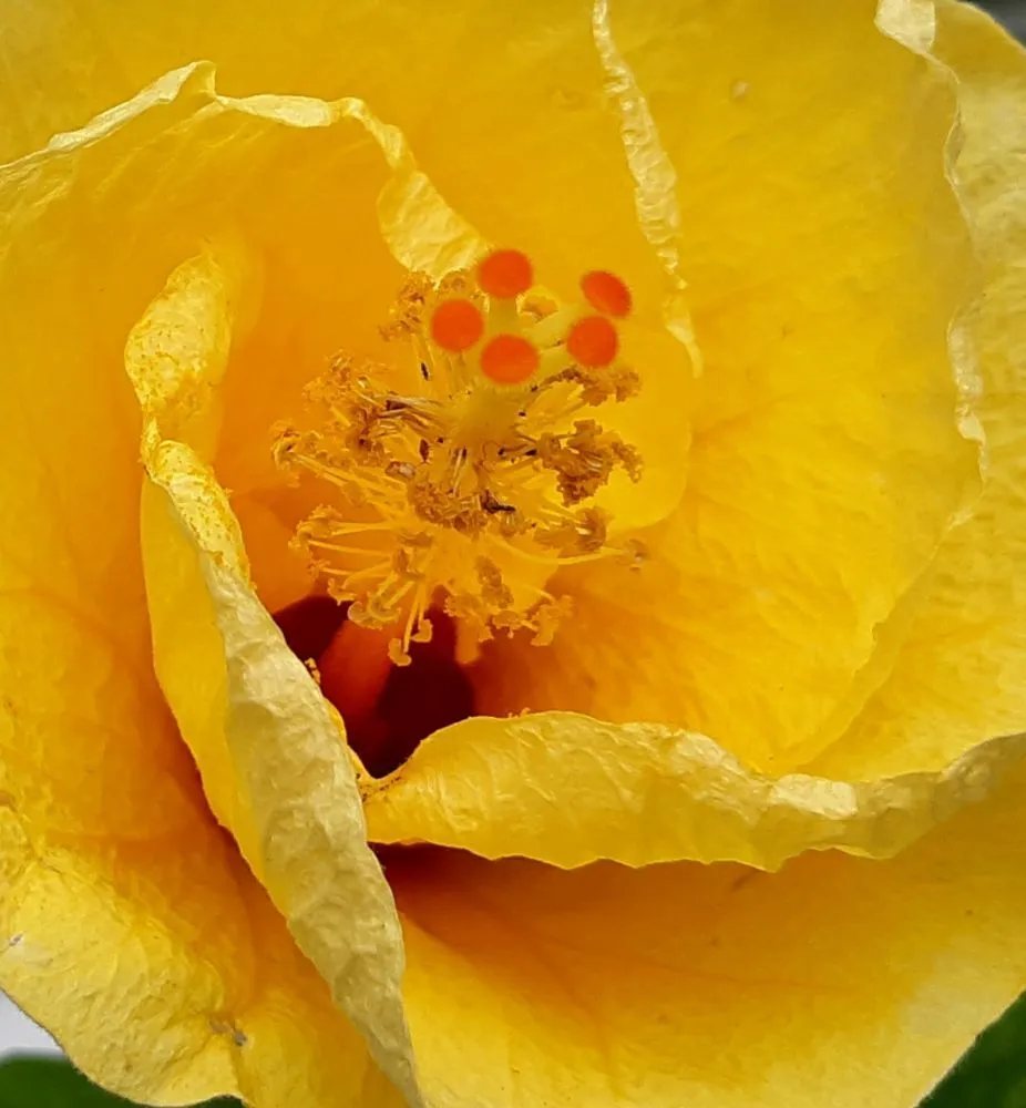 Custom lawn mowing service in Koloa, HI - Kavikacare Landscape and Yard Maintenance