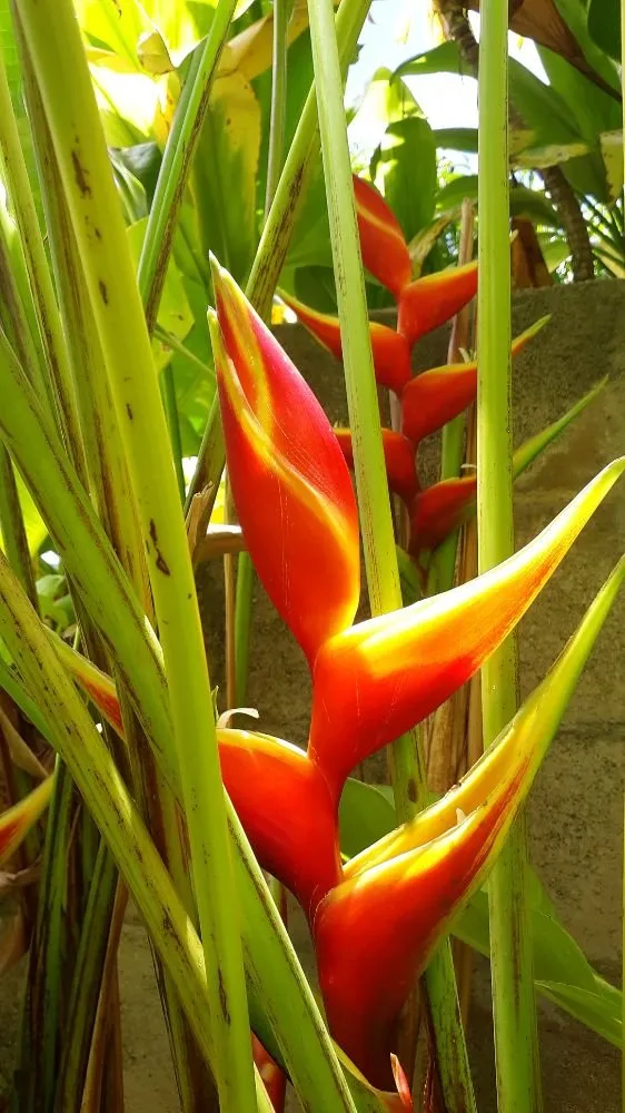 Local landscape design for beautiful yards across Koloa, HI - Kavikacare Landscape and Yard Maintenance