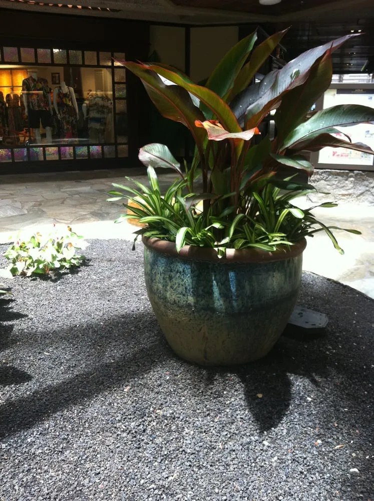 Trusted yard maintenance in Kaneohe, HI by Kawahara Gardening Specialists