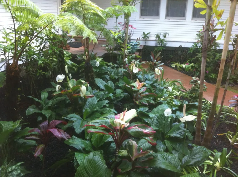 Expert yard maintenance in Kaneohe, HI by Kawahara Gardening Specialists