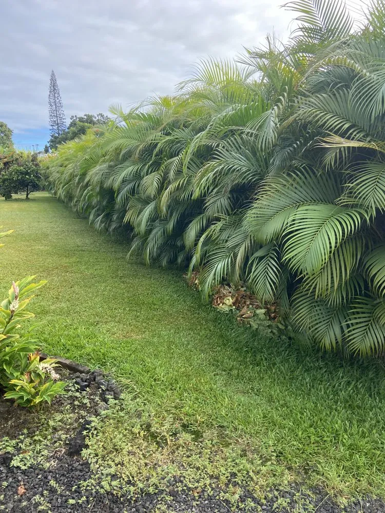 Local yard cleanup service in Hilo, HI by Kawika’s Yard Maintenance