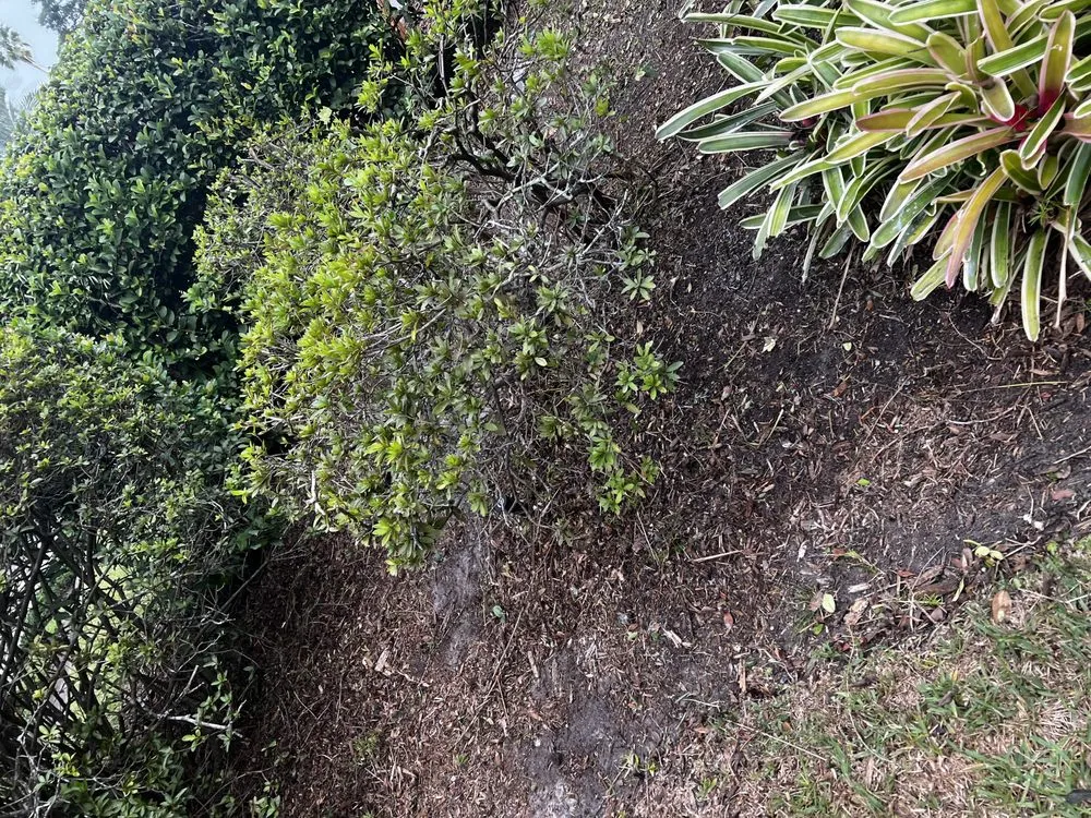 Custom lawn mowing service in Orlando, FL - Kay Kuttz Grass