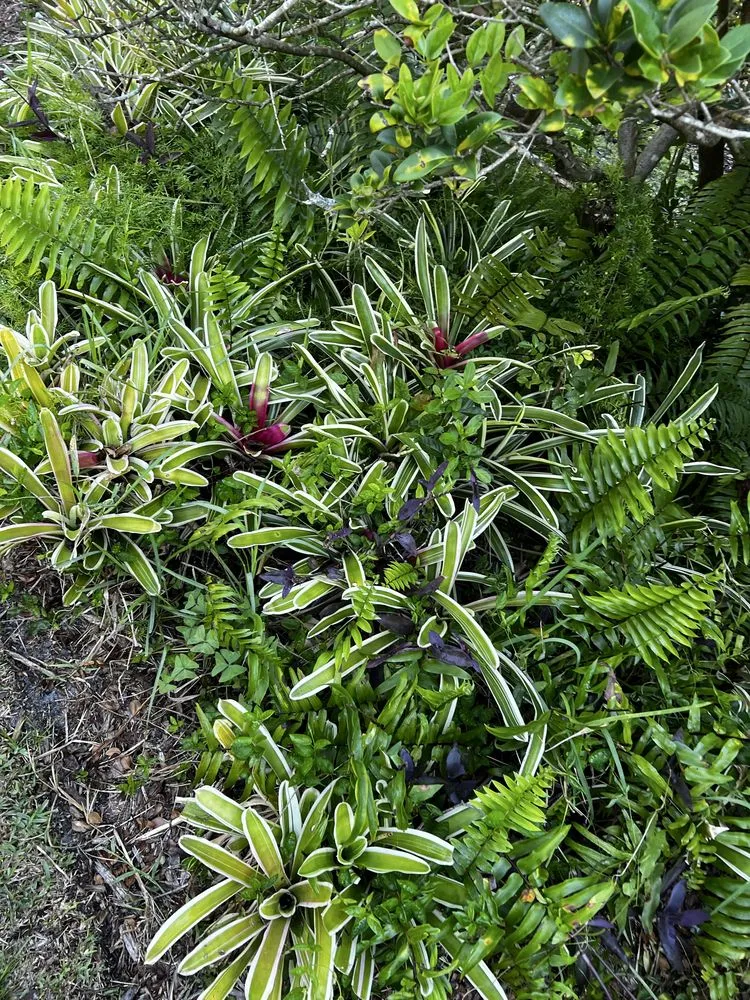 Professional residential landscaping for year-round maintenance in Orlando, FL by Kay Kuttz Grass