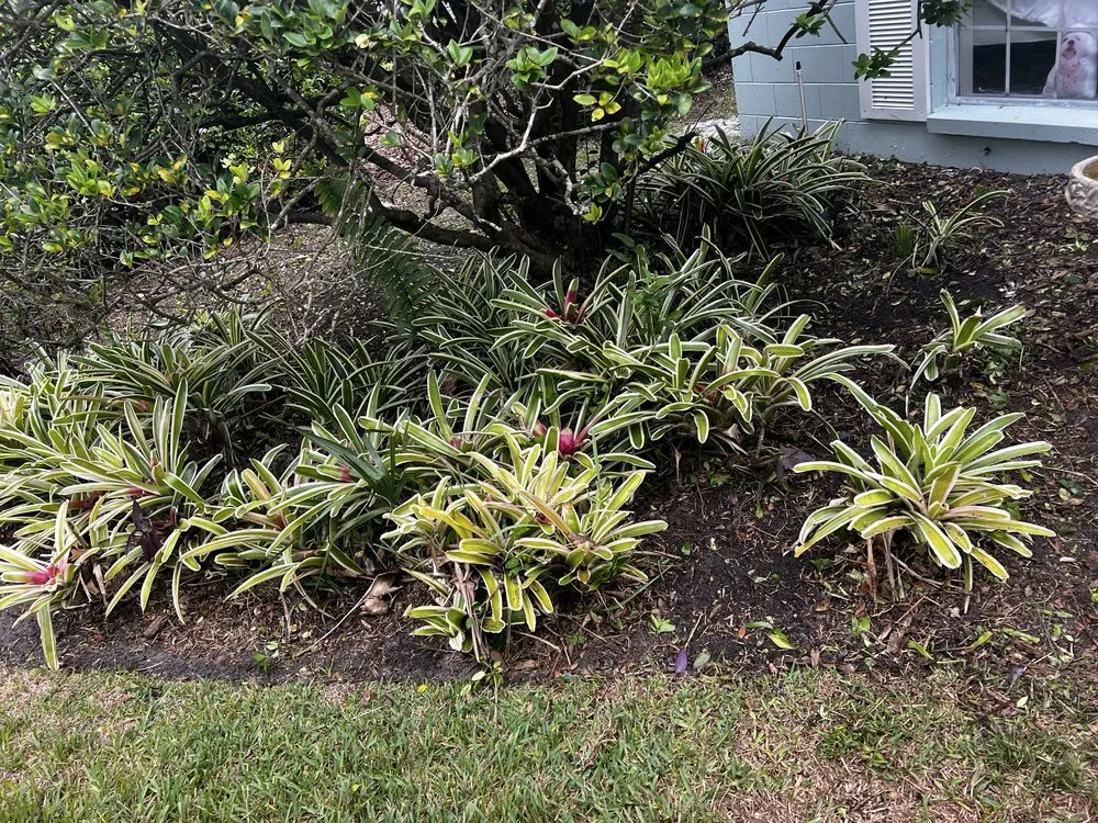 Reliable landscaping services in Orlando, FL by Kay Kuttz Grass