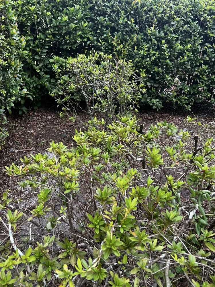 Affordable yard cleanup service in Orlando, FL by Kay Kuttz Grass