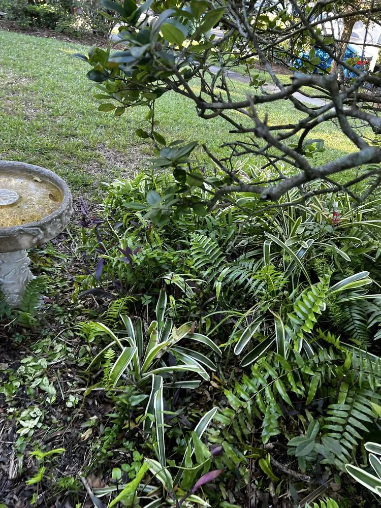 Affordable yard maintenance for residential properties in Orlando, FL by Kay Kuttz Grass