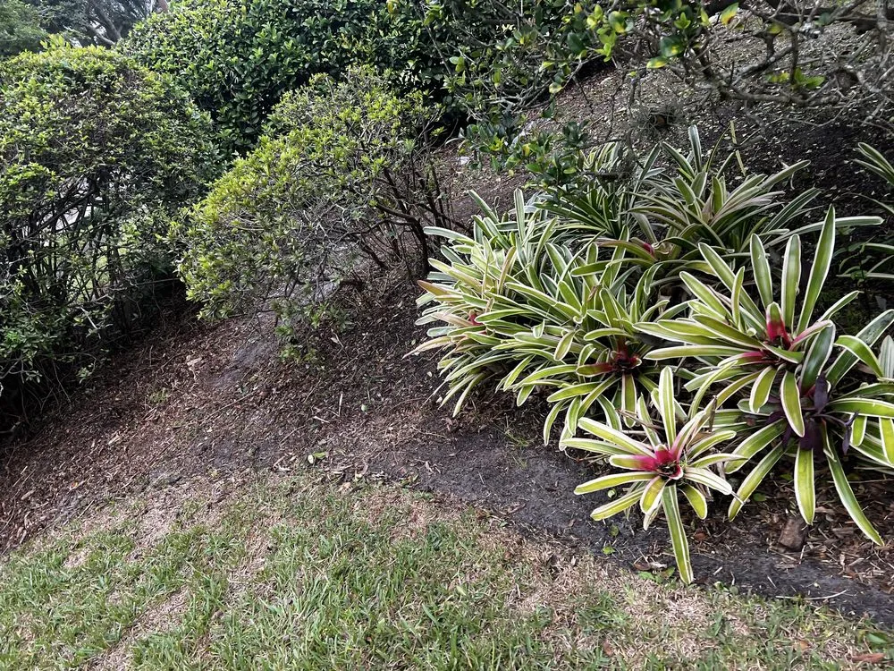 Reliable yard cleanup service in Orlando, FL by Kay Kuttz Grass