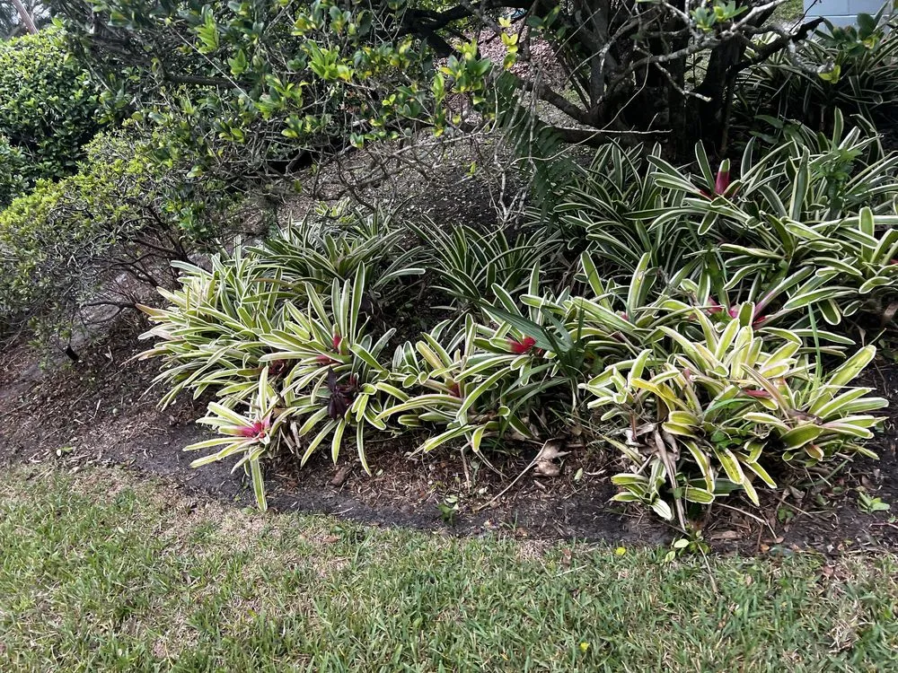 Trusted outdoor landscaping in Orlando, FL by Kay Kuttz Grass