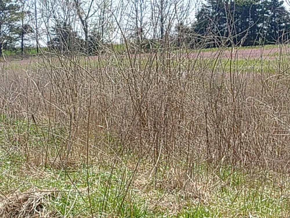 Custom yard maintenance for outdoor upgrades in Tipton, MO by KB Land Management