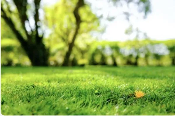 K&B landscaping Logo