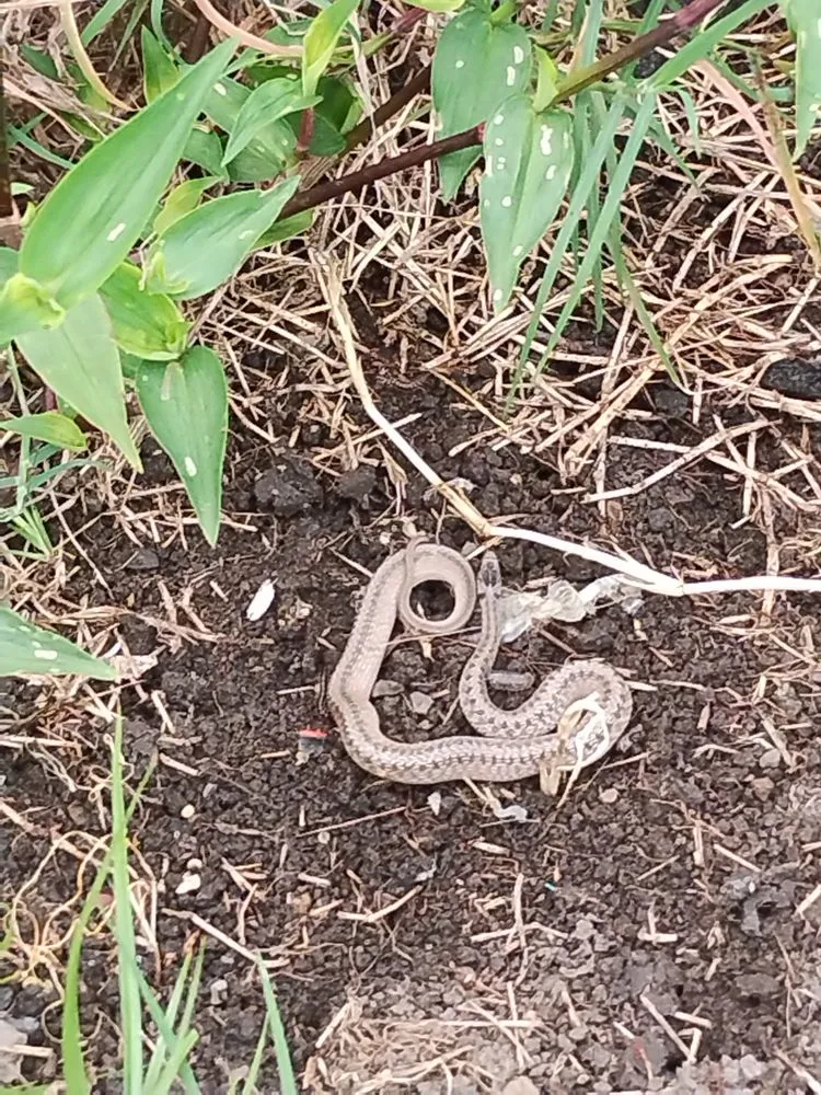 Custom outdoor landscaping with custom design across Roanoke Rapids, NC - KB Outdoor Yard Services