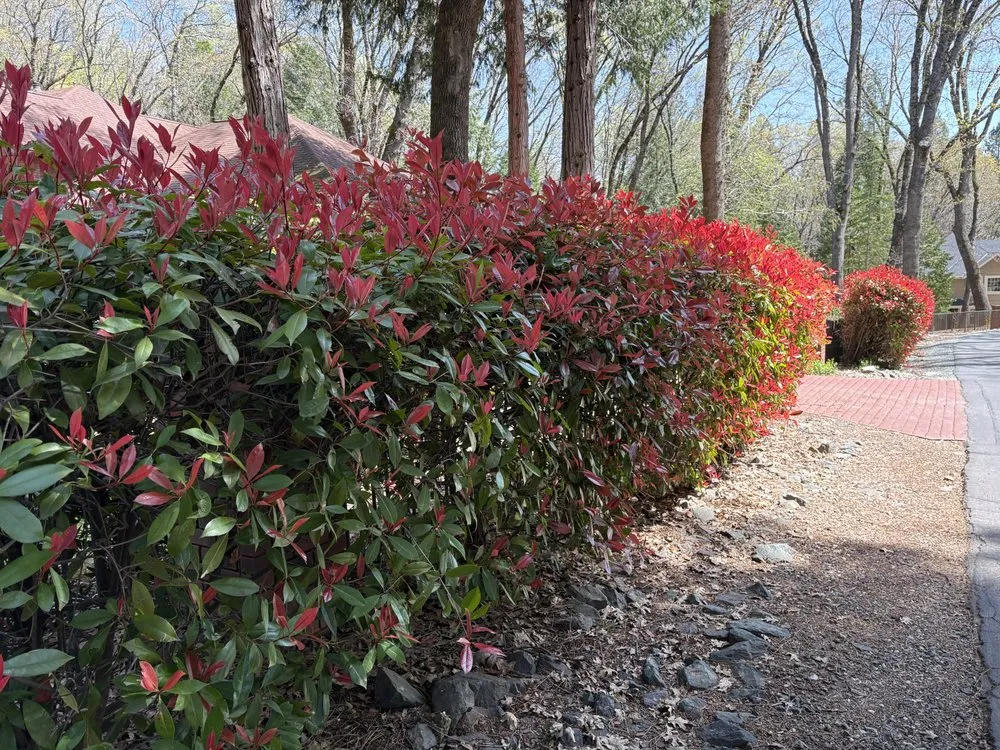 Professional yard cleanup service in Auburn, CA - KB Yard Services