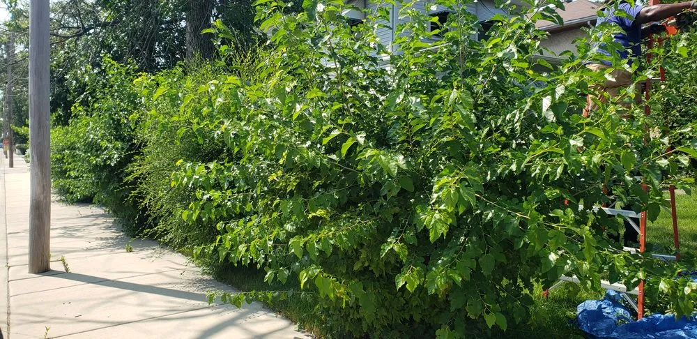 Custom landscape design in Bellwood, IL by KBS Landscaping