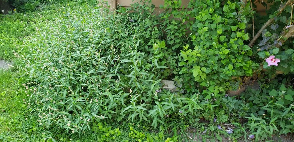 Local landscape installation for year-round maintenance across Bellwood, IL - KBS Landscaping