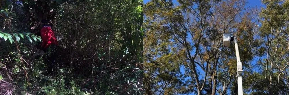 Trusted residential landscaping in Mount Pleasant, SC by Kbs Services