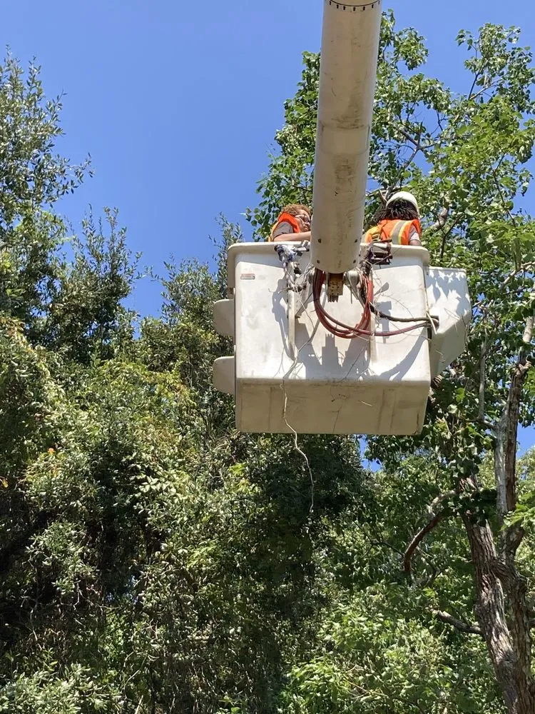 Top-rated outdoor landscaping for homes across Mount Pleasant, SC - Kbs Services