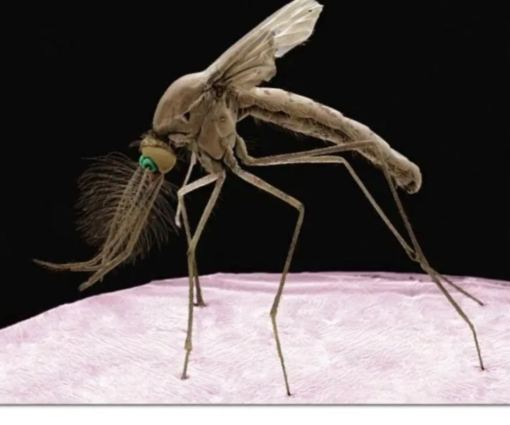 Top-rated residential landscaping in Leavenworth, KS - KC Bugco