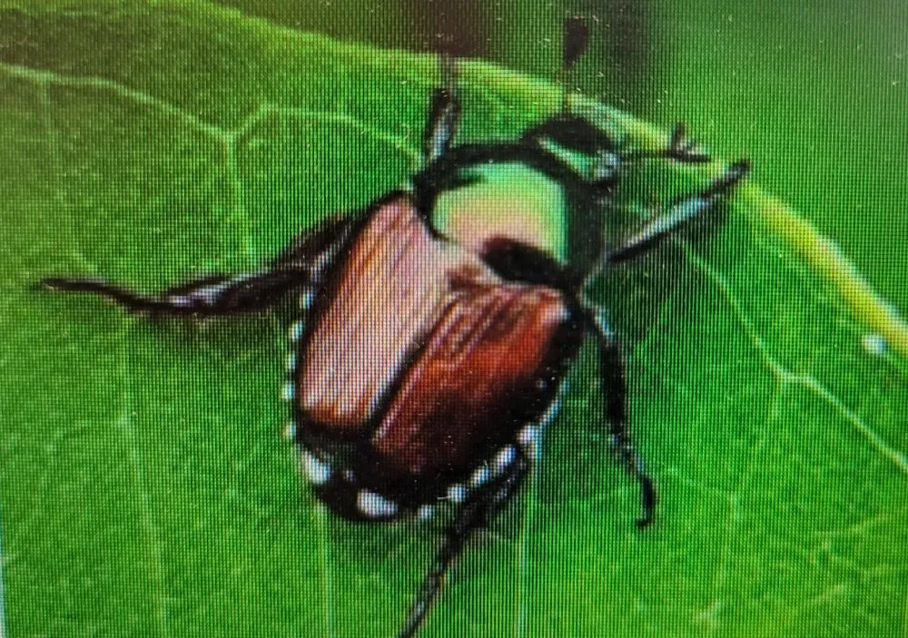 Affordable outdoor landscaping with custom design across Leavenworth, KS - KC Bugco