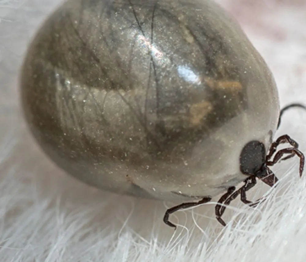 Professional yard cleanup service for year-round maintenance across Leavenworth, KS - KC Bugco