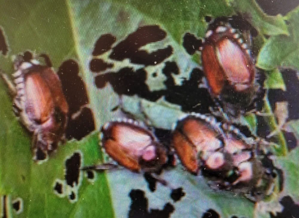 Custom residential landscaping for year-round maintenance in Leavenworth, KS by KC Bugco