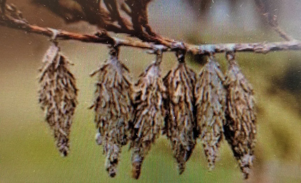 Local outdoor landscaping in Leavenworth, KS by KC Bugco