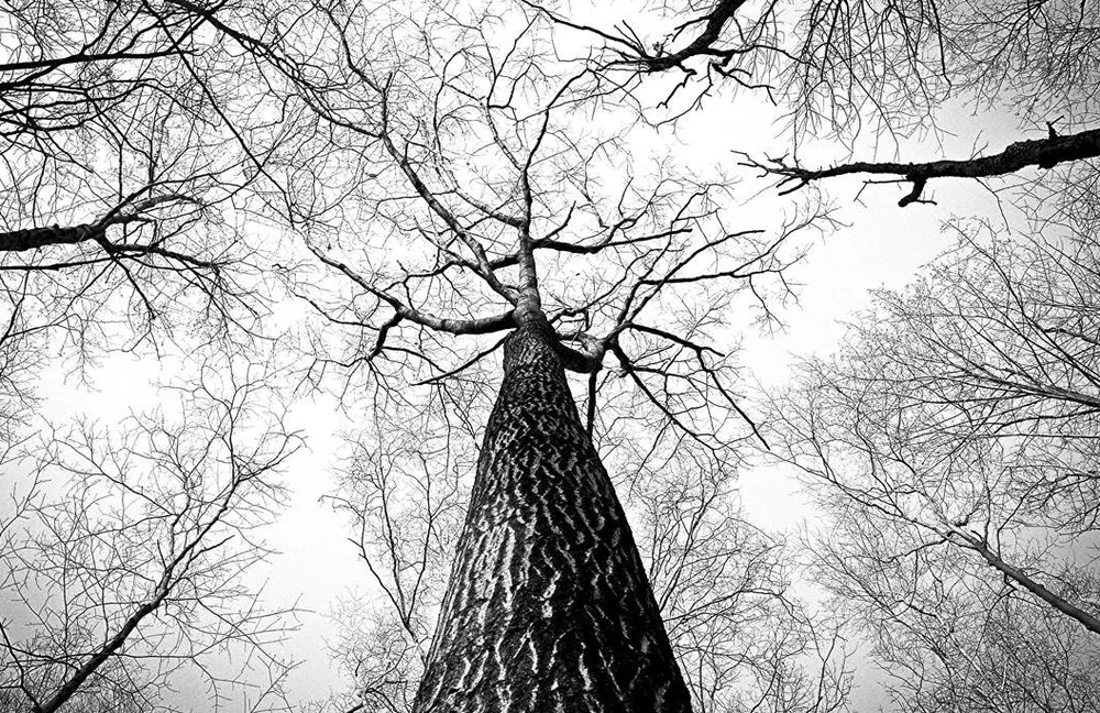 Reliable landscape installation in Felton, DE - K.C. Field Services