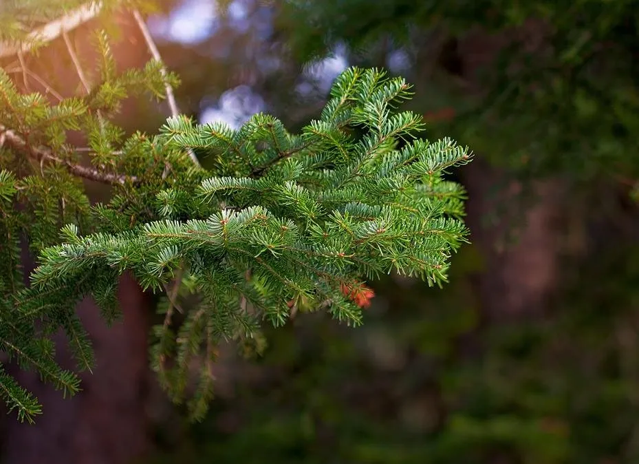 Expert yard maintenance experts serving Felton, DE - K.C. Field Services