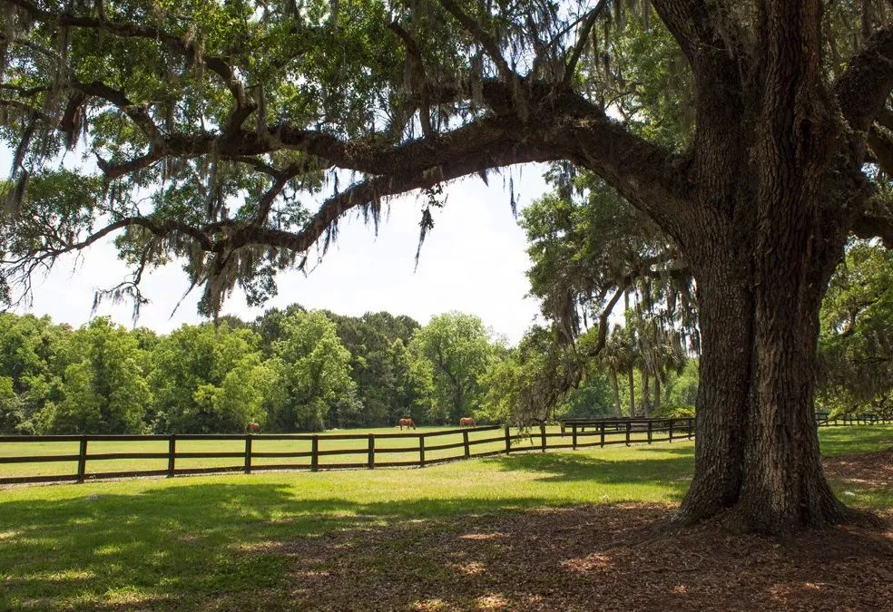 Reliable yard cleanup service for residential properties across Felton, DE - K.C. Field Services