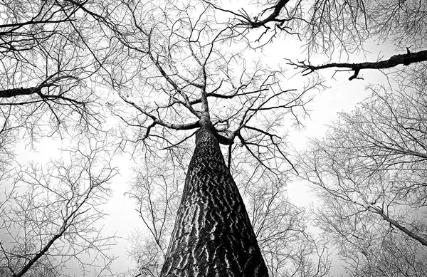 K.C. Field Services Logo