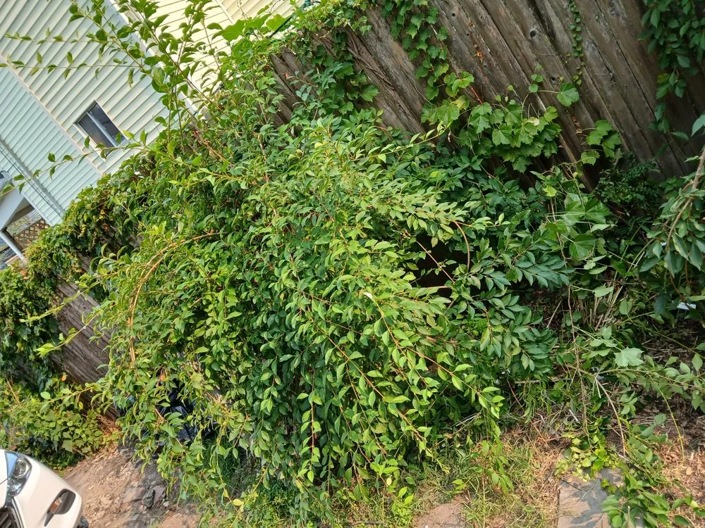 Expert lawn care service in Pawtucket, RI - Kc Junk Removal and Services