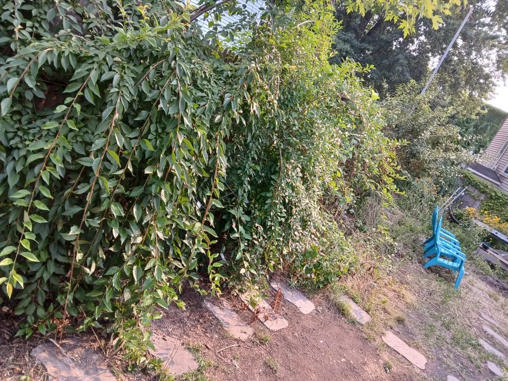 Affordable landscaping services for residential properties across Pawtucket, RI - Kc Junk Removal and Services