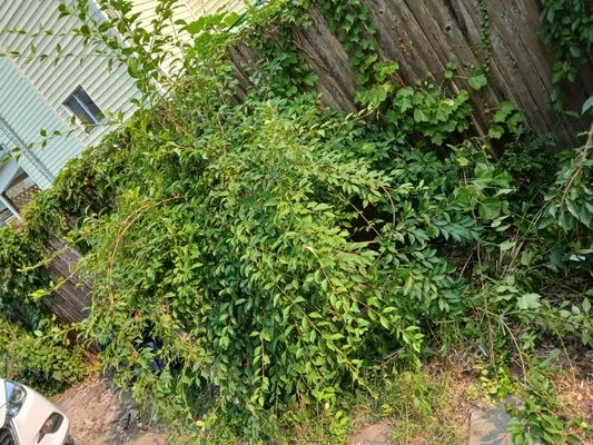 Kc Junk Removal and Services Logo