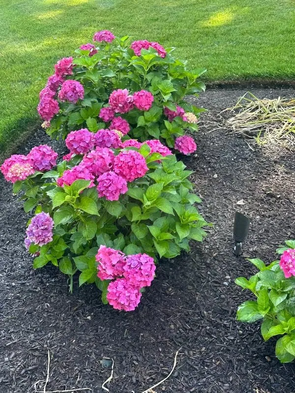 Expert lawn mowing service experts serving Framingham, MA - KC Landscaping & Construction