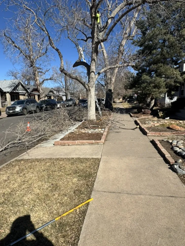 Expert landscaping services in Aurora, CO by KC Landscaping