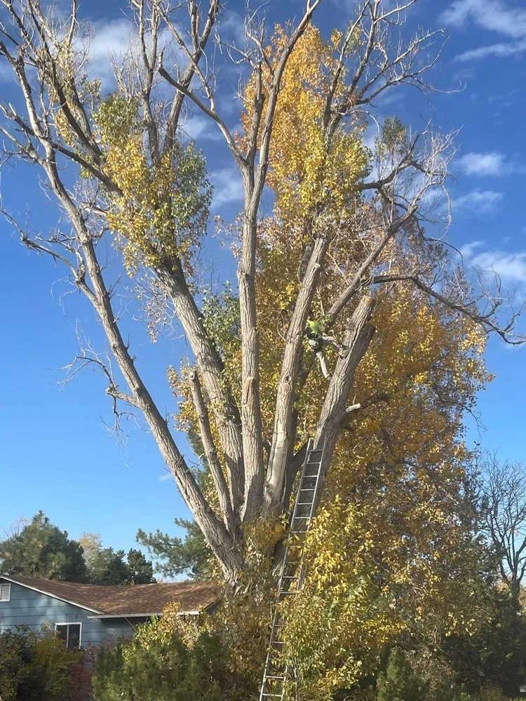 Reliable lawn care service experts serving Aurora, CO - KC Landscaping