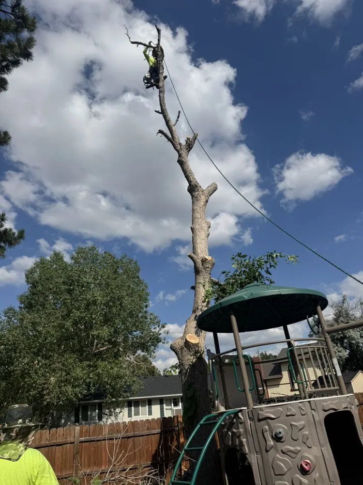 Reliable yard cleanup service in Aurora, CO by KC Landscaping