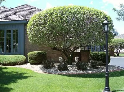 Expert yard cleanup service in Blue Springs, MO - KC Leaf & Tree