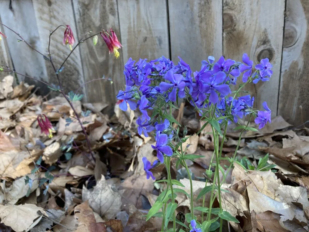 Custom landscape design for beautiful yards across Kansas City, MO - KC Native Landscapes