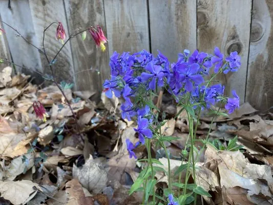 KC Native Landscapes Logo