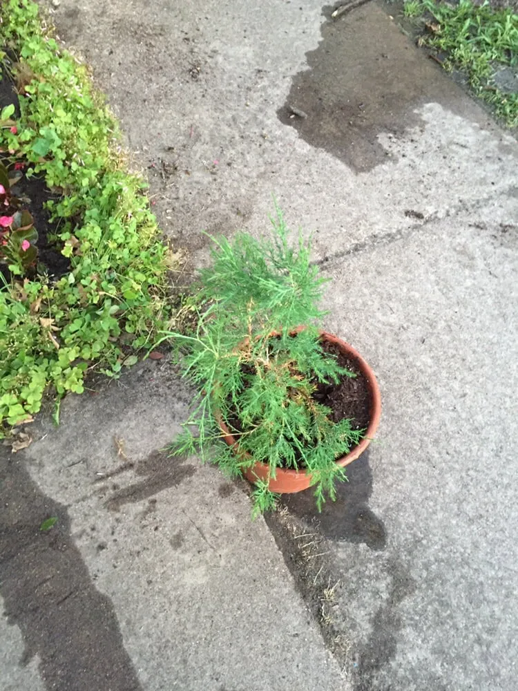 Affordable landscaping services in Garland, TX by KC Quality Landscaping