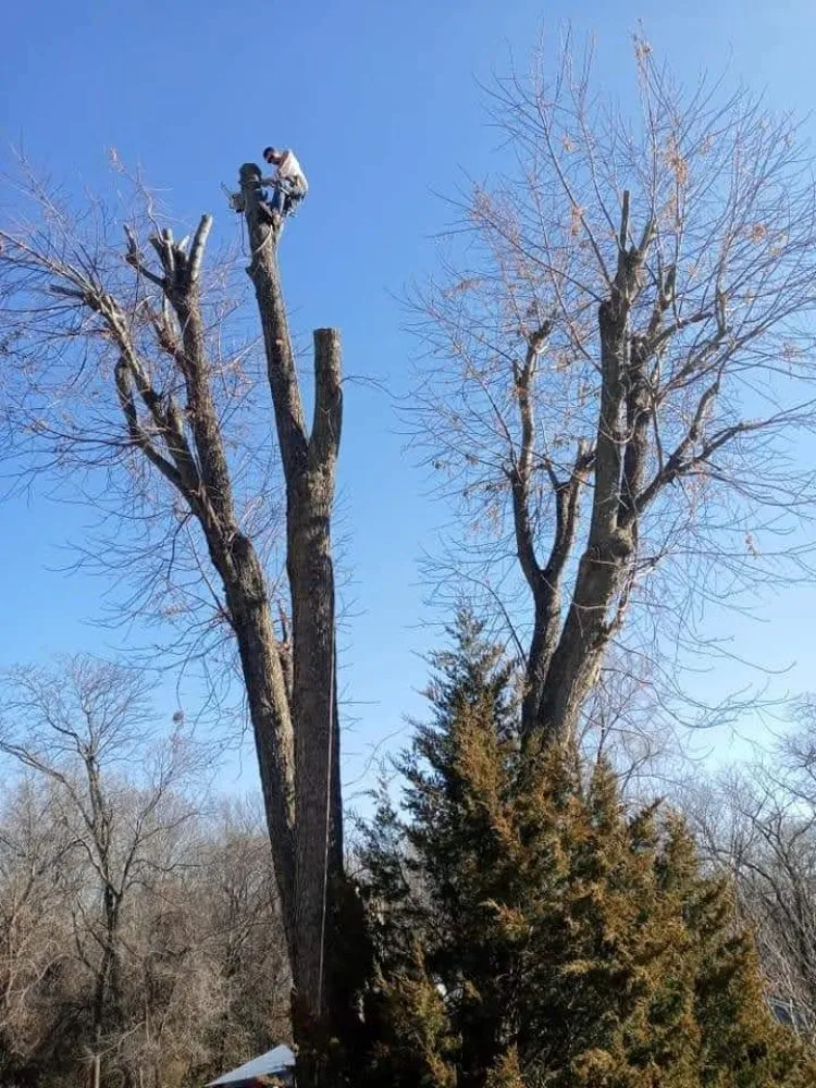 Trusted yard cleanup service in Lexington, MO - KC Tree Masters